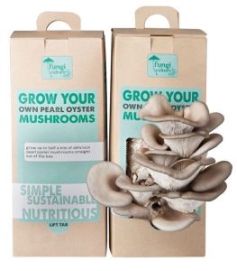 Mushroom Packaging Boxes